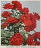 Billy Boiler rose photo
