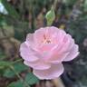 Scepter'd Isle rose photo
