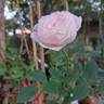 Geoff Hamilton rose photo