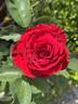Dame de Coeur rose photo