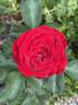 Dame de Coeur rose photo