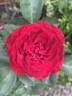 Dame de Coeur rose photo