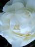 Moon River peony photo