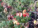 Nevada rose photo