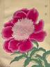 Kagami-iwa 鏡岩 peony photo