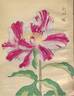 Nishiki-no-shitone 錦の褥 peony photo