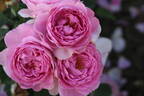 Magic Aroma™ Sense of Love® rose photo