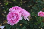 Magic Aroma™ Sense of Love® rose photo