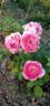 Renée van Wegberg ™ rose photo