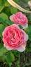 Renée van Wegberg ™ rose photo