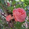Mademoiselle Meilland rose photo