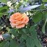 Château de Canon® rose photo