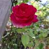 Young Lycidas rose photo
