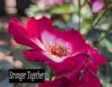 Loki rose photo