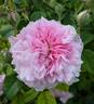 Ispahan rose photo