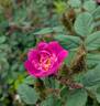 Goethe rose photo