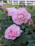 Nymphenburg rose photo