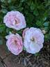 Mrs. R.M. Finch rose photo