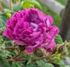 William Lobb rose photo