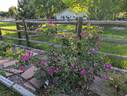William Lobb rose photo