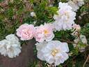 Stanwell Perpetual rose photo