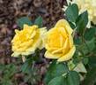 Rise 'n' Shine rose photo