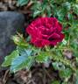 Scarlet Moss ™ rose photo