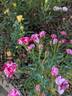 Rose Gilardi ™ rose photo