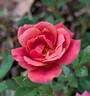 Copper Sunset ™ rose photo