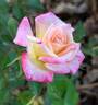 Baby Katie ™ rose photo