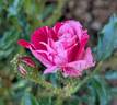 Rose Gilardi ™ rose photo