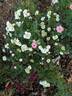Green Ice rose photo