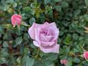Scentsational ™ rose photo