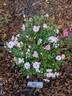 Baby Betsy McCall rose photo