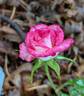 Dreamglo rose photo