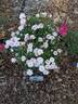 Baby Betsy McCall rose photo