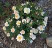 Fortune Cookie ™ rose photo