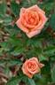 Ellamae ™ rose photo