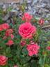 Cuddles rose photo