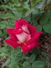 Love rose photo