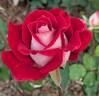 Snowfire rose photo