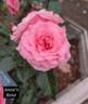 Anne Birnhak rose photo