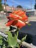 Empress Farah rose photo