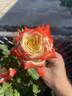 Empress Farah rose photo