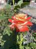 Empress Farah rose photo
