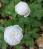 Clotilde Soupert (polyantha, Soupert rose photo