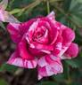 Peppermint Twist rose photo