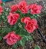 All That Jazz rose photo