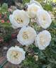 Perdita rose photo