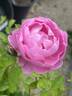 Royal Jubilee rose photo